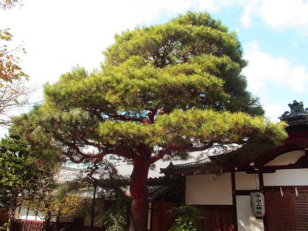 神社松.jpg