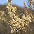 2008.2.9 鹿湖郊遊徑 - 木薑子 (Fragrant Litsea)