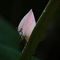 20070816-台北-植物園