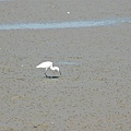 20071013-黑面琵鷺保育區-小白鷺