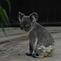 20071117-木柵動物園