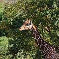 20071117-木柵動物園