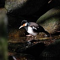 20071117-木柵動物園