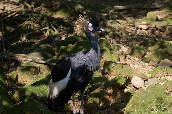 20071117-木柵動物園