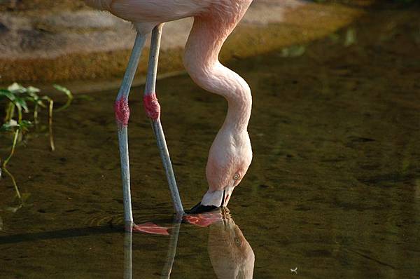 20071117-木柵動物園