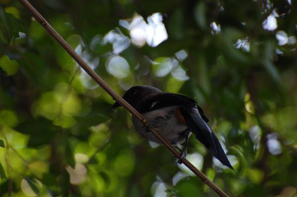 20080130-樹鵲