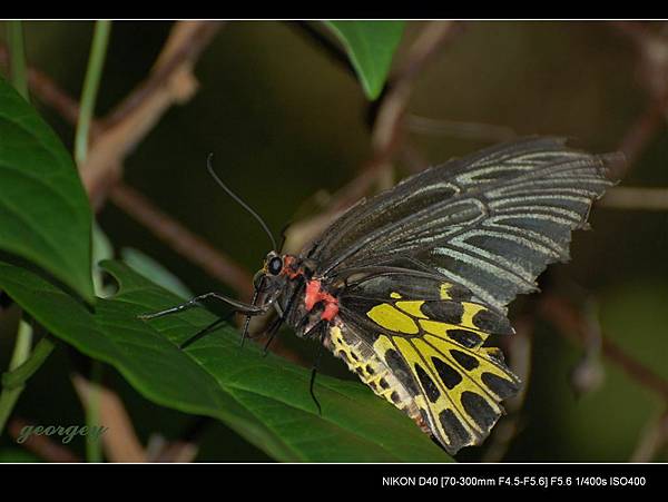 20080629-高雄金獅湖蝴蝶園-二級保育蝶種-黃裳鳳蝶1