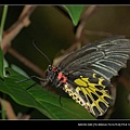 20080629-高雄金獅湖蝴蝶園-二級保育蝶種-黃裳鳳蝶1