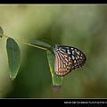 20080629-高雄金獅湖蝴蝶園-琉球青斑蝶1