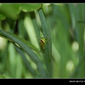 20080629-高雄金獅湖蝴蝶園-蚱蜢