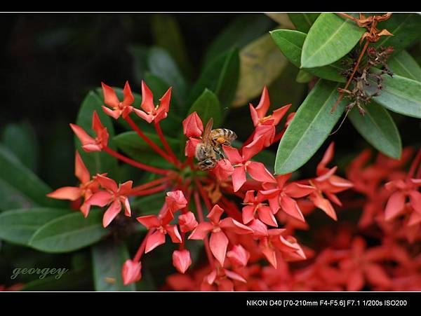 20080709-小蜜蜂-micro testing