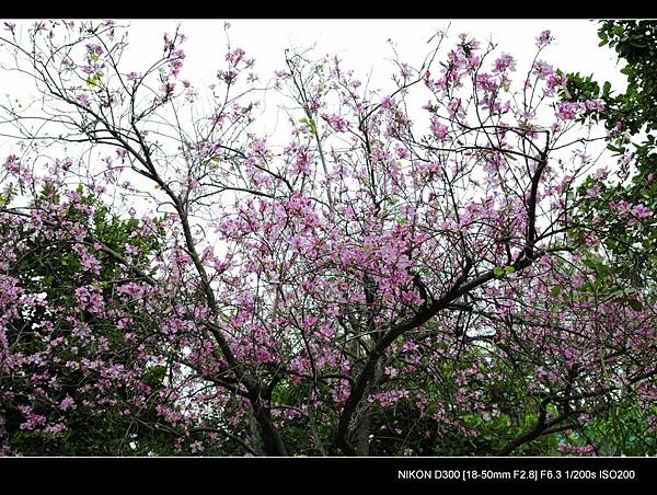 20090228-台南巴克禮公園(陰天)-羊蹄甲(紫荊)-8