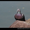 20090315-台北自由廣場-懶洋洋的鴿子.jpg