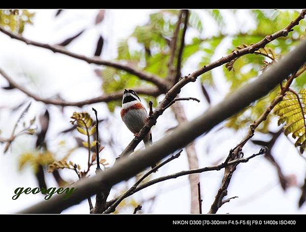 20090315-台北植物園-叫聲很好聽但還是不隻到為啥鳥.jpg