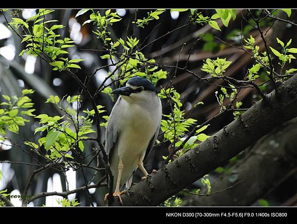 20090315-台北植物園-夜鷺.jpg