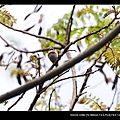 20090315-台北植物園-三級保育類 紅頭山雀