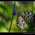 20090411-高雄金獅湖蝴蝶園(Sigma 150mm Micro)-01-園區數量最多的大白斑蝶