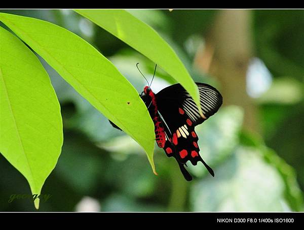 20090411-高雄金獅湖蝴蝶園(Sigma 150mm Micro)-06