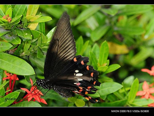 20090411-高雄金獅湖蝴蝶園(Sigma 150mm Micro)-08