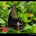 20090411-高雄金獅湖蝴蝶園(Sigma 150mm Micro)-08