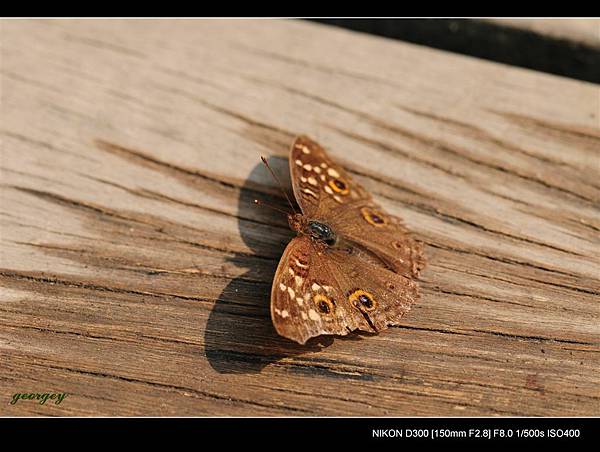 20090411-高雄金獅湖蝴蝶園(Sigma 150mm Micro)-09