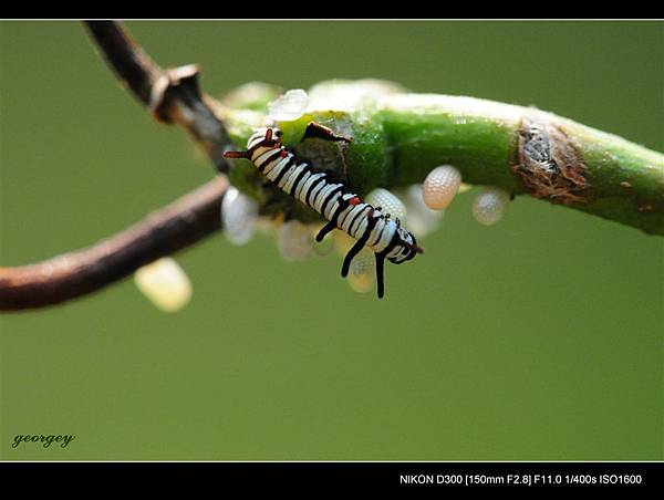 20090411-高雄金獅湖蝴蝶園(Sigma 150mm Micro)-11-大白斑蝶 幼蟲