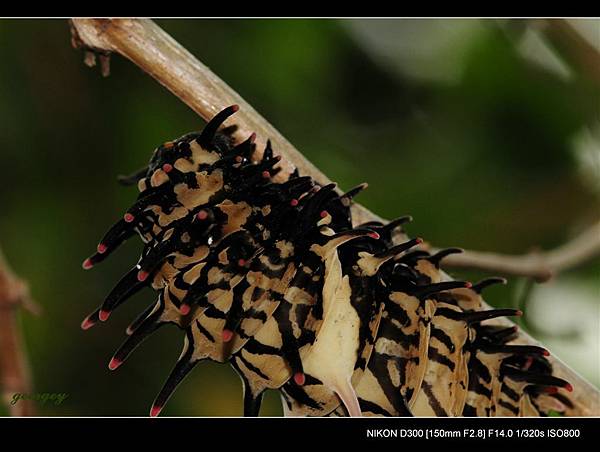 20090411-高雄金獅湖蝴蝶園(Sigma 150mm Micro)-14-國寶蝶黃裳鳳蝶的幼蟲