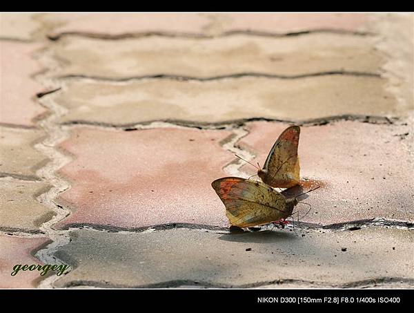 20090411-高雄金獅湖蝴蝶園(Sigma 150mm Micro)-15