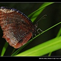 20090411-高雄金獅湖蝴蝶園(Sigma 150mm Micro)-紫蛇目蝶