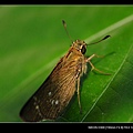 20090411-高雄金獅湖蝴蝶園(Sigma 150mm Micro)-17-弄蝶?