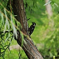 20090425-台南-巴克禮公園-小啄木鳥.jpg
