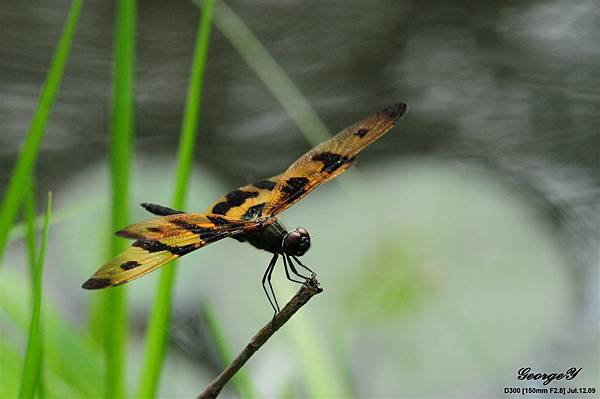 20090712-巴克里公園-彩裳蜻蜓2.jpg