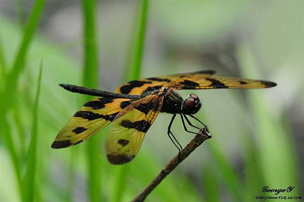 20090712-巴克里公園-彩裳蜻蜓4.jpg