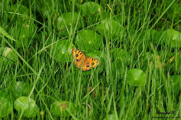 20090712-巴克里公園-孔雀蛺蝶.jpg