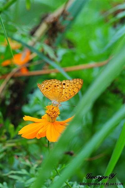 20090712-巴克里公園-紅三線蝶.jpg