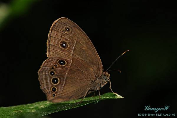 20090801-台南巴克里公園-切翅單環蝶1.jpg