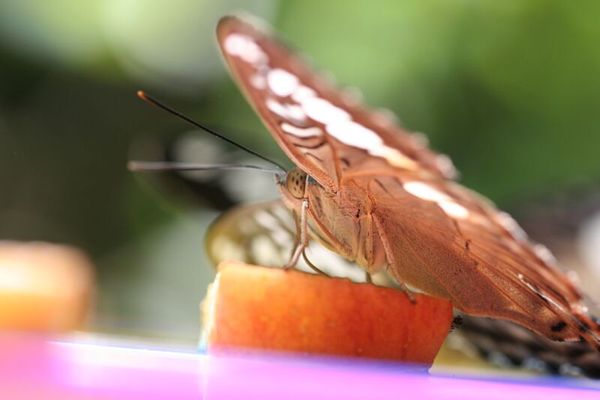 Butterfly eating