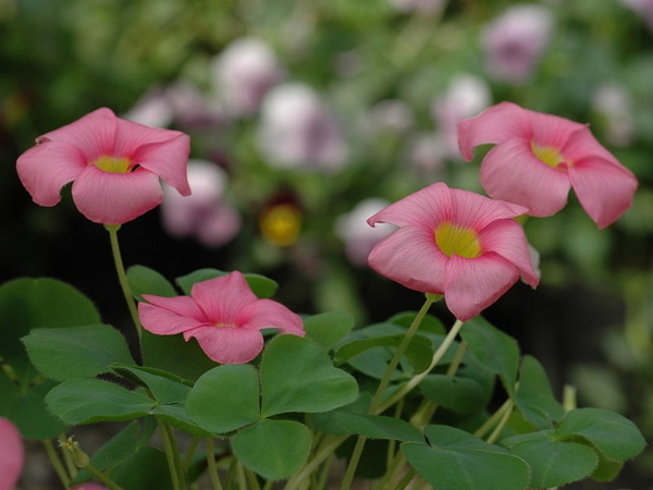 芙蓉酢漿草.jpg