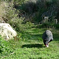 Pukeko