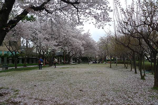 慶尚監營公園櫻花就很美