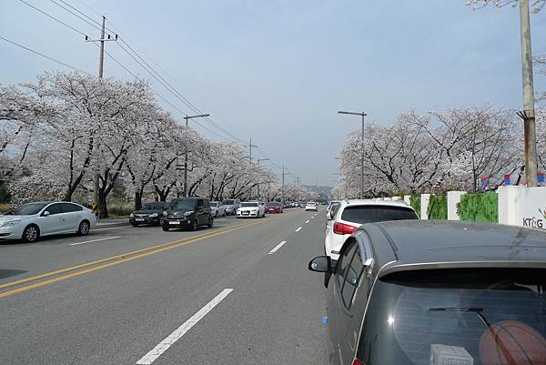 終於抵達大門的這區櫻花路