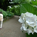 繡球花步道