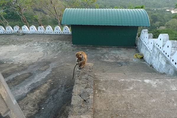 斯里蘭卡小猴很挑剔捏