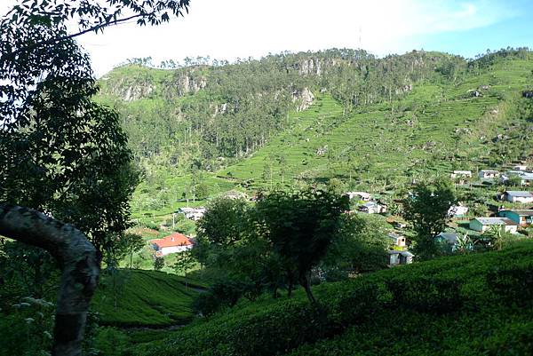 茶園沿路風光