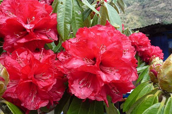 尼泊爾國花