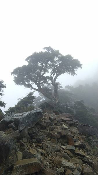 小霸名樹