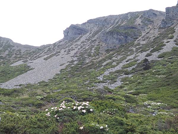 雪山圈谷的杜鵑比較少一點