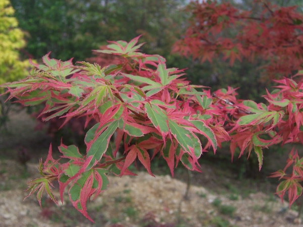 紅邊邊