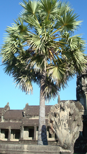 Angkor Wat