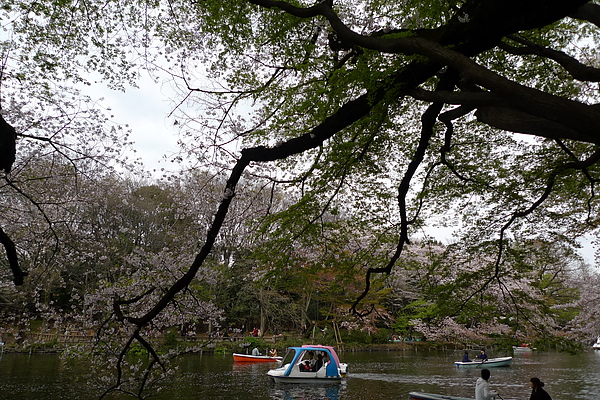 井之頭公園